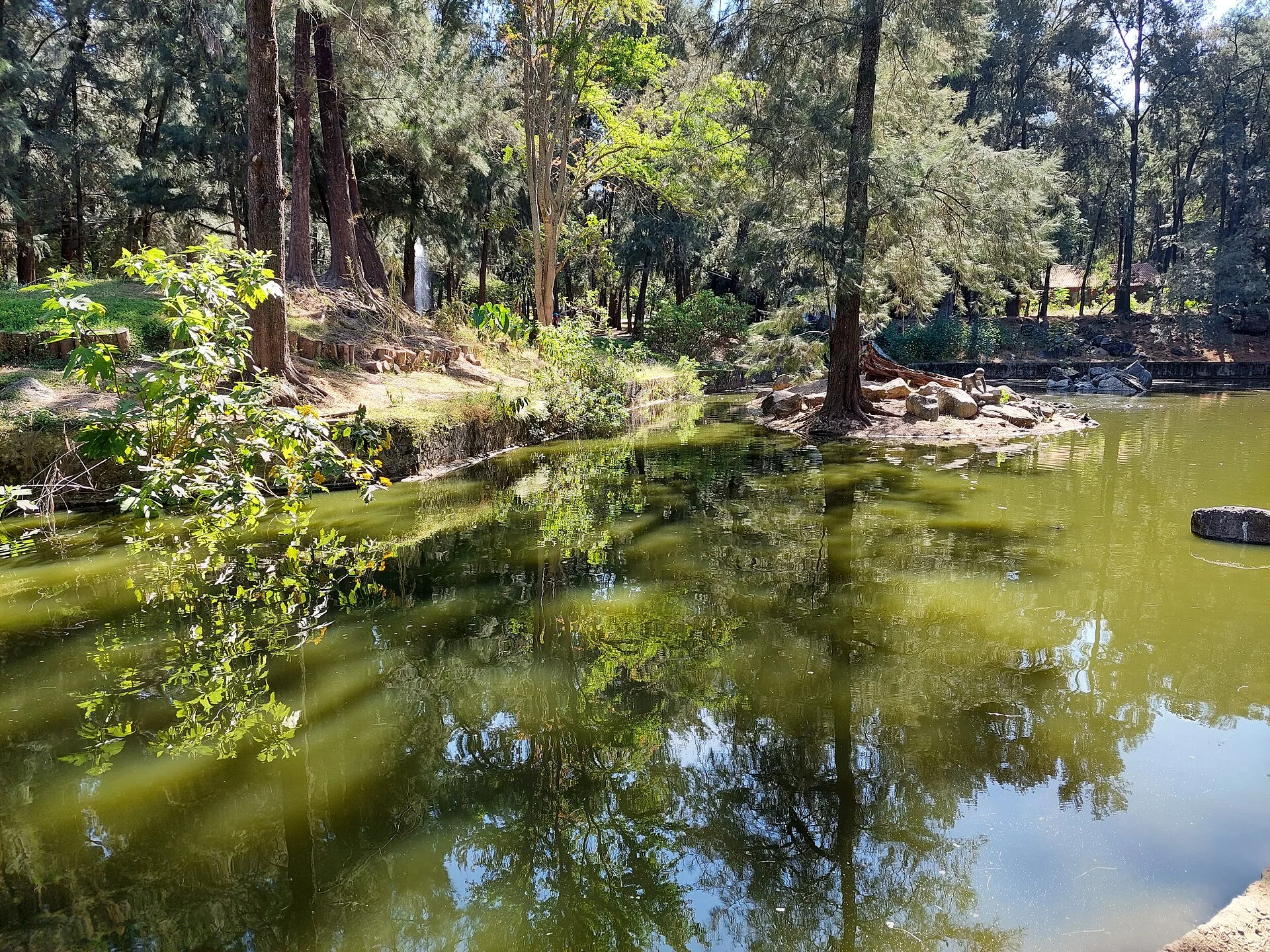 Estanque y vegetación del Bosque Los Colomos, Guadalajara