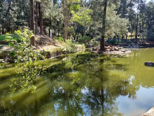 Estanque y vegetación del Bosque Los Colomos, Guadalajara.